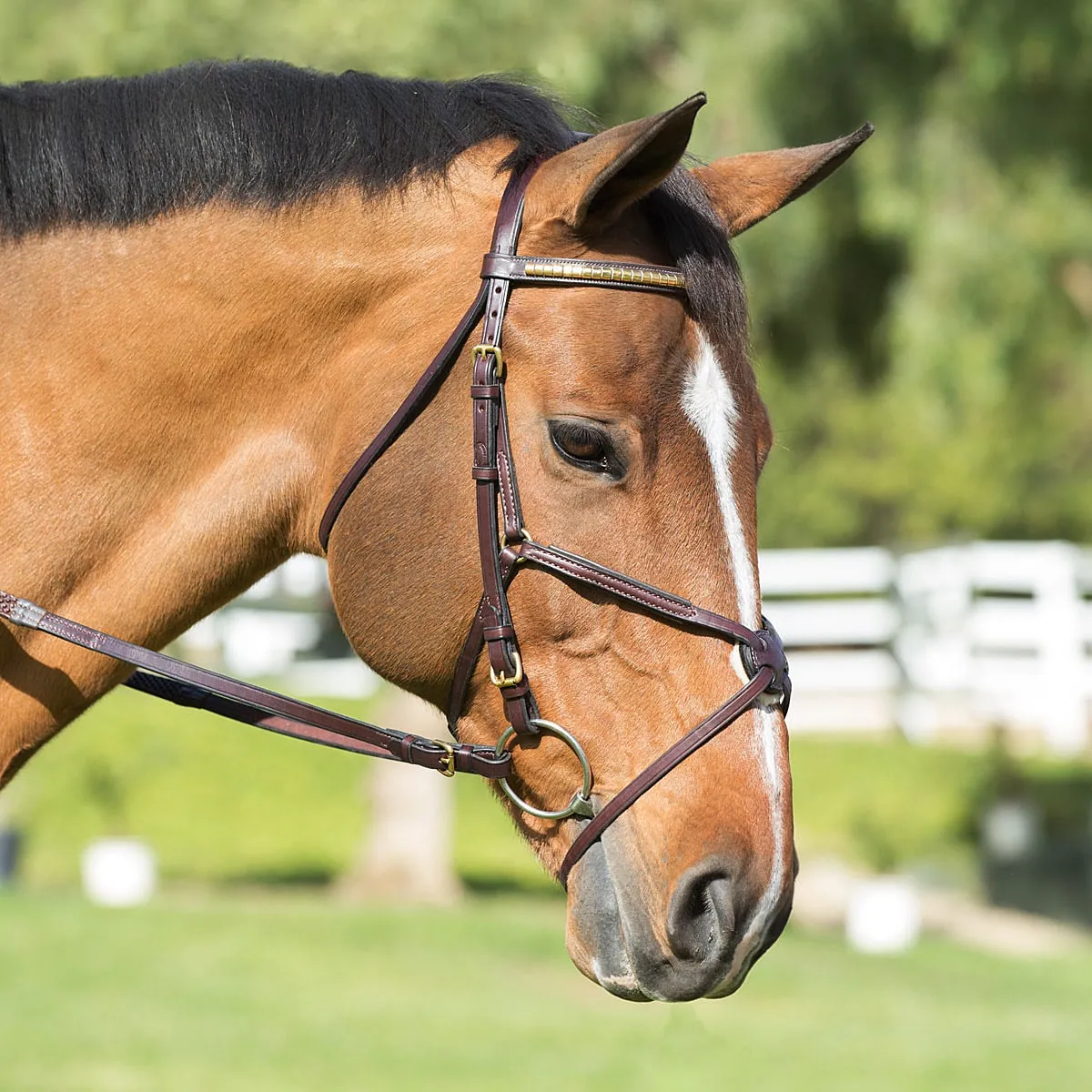Nunn Finer Padded Figure 8 Noseband with Interchangeable Button Pieces